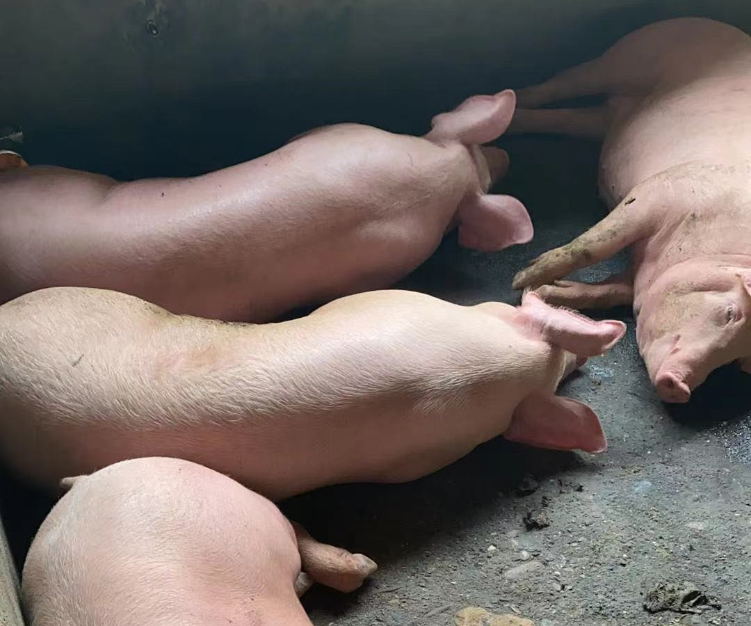 猪蓝耳病怎么办？饲料添加蓝益康和琦优替对蓝耳病有非常好的防控效果！