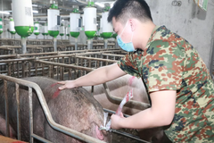 想要帮助母种提高配种效率怎么操作？教你用这个方法