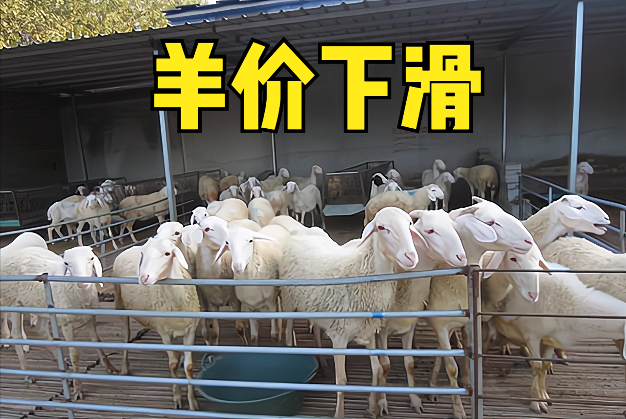 猪肉、鱼肉跌幅明显，牛羊肉小幅变化，鸡蛋止涨转跌，市场咋回事