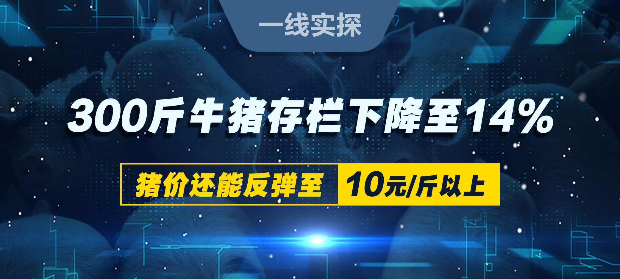 一线实探：300斤牛猪存栏下降至14%！猪价还能反弹至10元/斤以上？