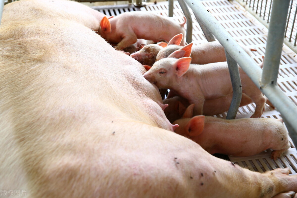 今年猪价持续下行态势下，养猪如何确保较高利