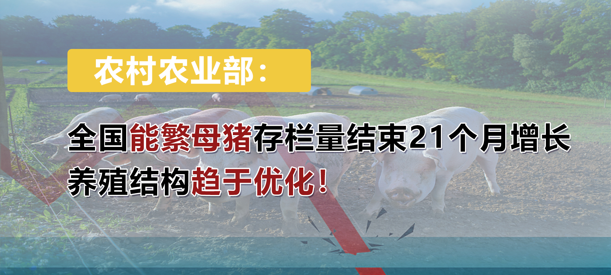 农业农村部：全国能繁母猪存栏量结束21个月增长，养殖结构趋于优化！