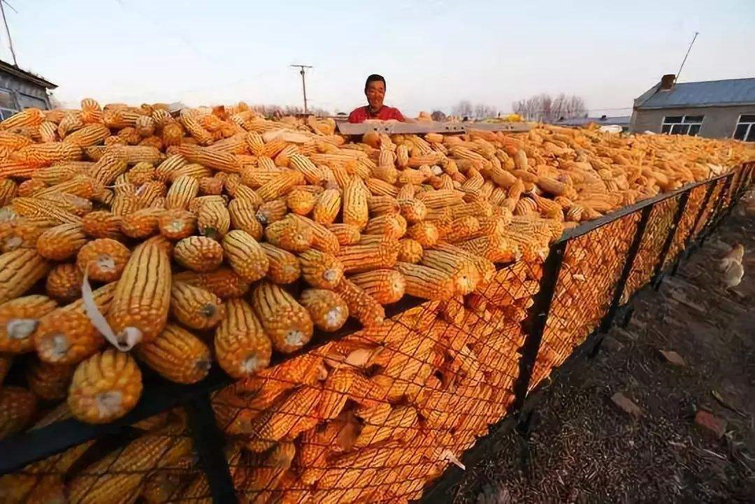 注意！玉米价格再次上涨主管部门调控再加码：250万吨超标粮或开始拍卖！