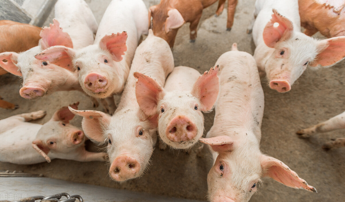 农民养猪如何躲避（利用）猪肉周期，避免损失，还挣钱？