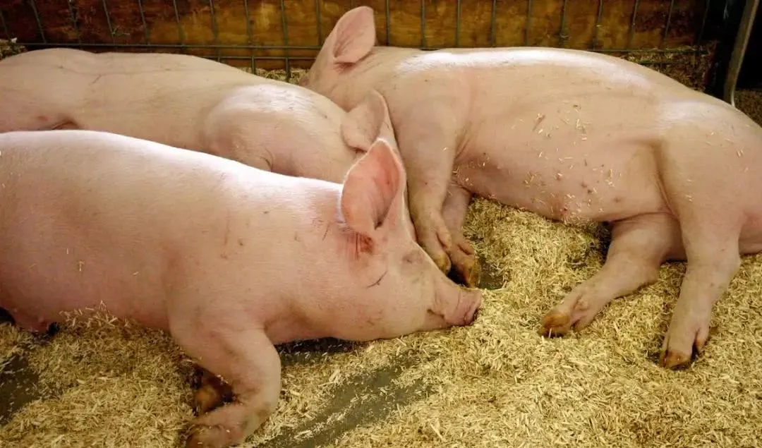 非瘟对养猪业的影响是否已经趋于平静，养猪是内卷还是外拓？
