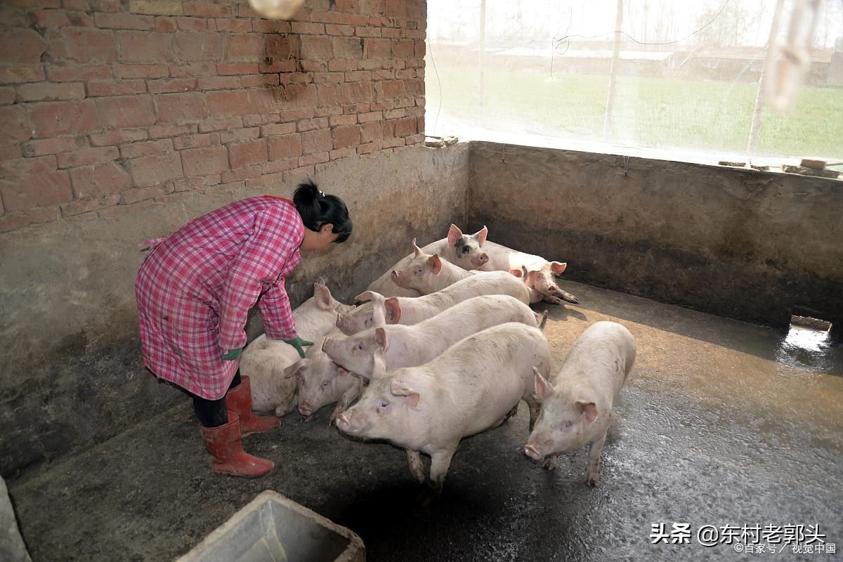 生猪价格震荡频繁，持续在7元区间徘徊，市场消化不积极所导致？