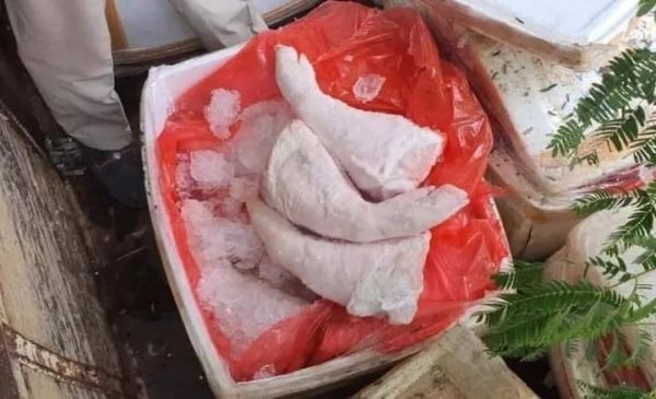 柬埔寨查获近 2000 公斤泰国走私黑心猪肉