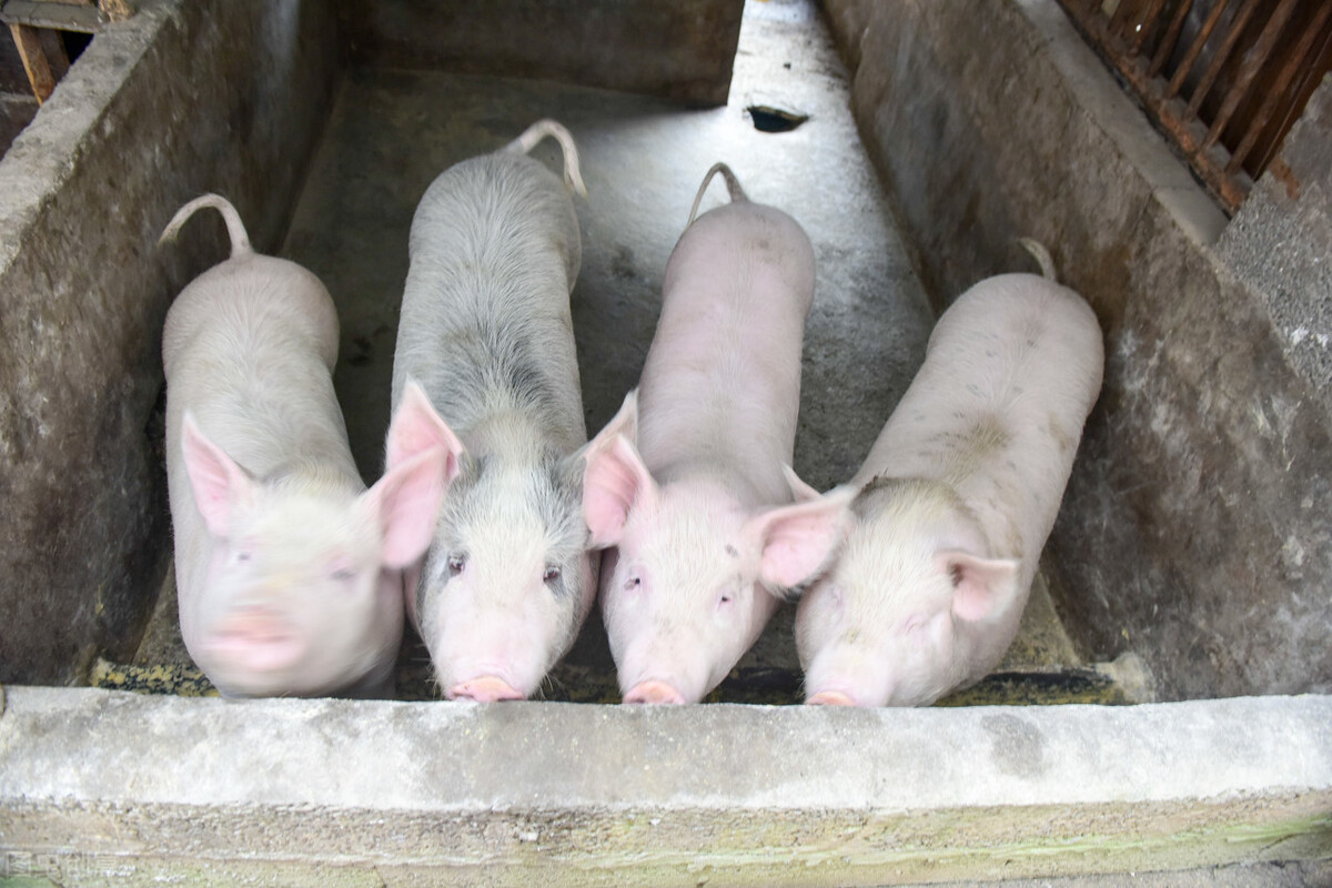 生猪存栏暴增31.2%，专家却说养猪利润可能逐渐回升，逻辑是啥？