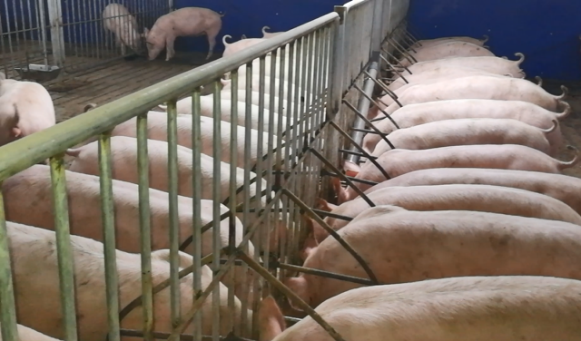临县创新“三三四”工作法助力生猪传统产业集群化发展——立足传统养殖优势 突出高质高效转型