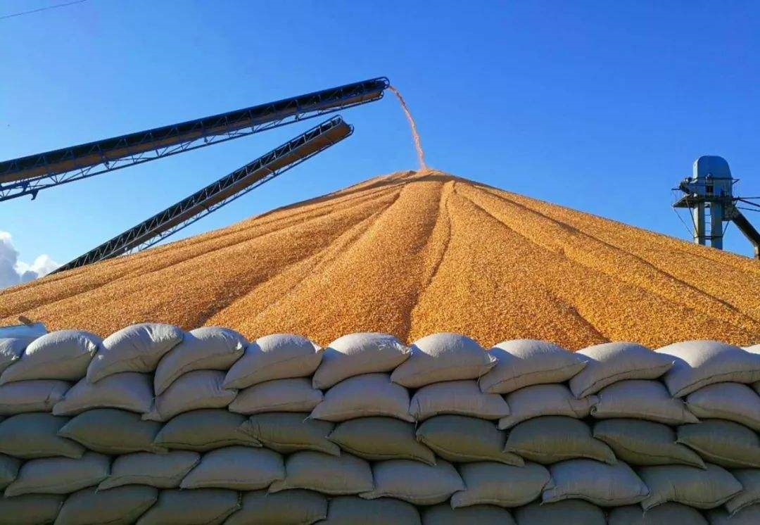 超期粮定向拍卖启动玉米价格应声下跌，贸易商已失去卖粮机会？