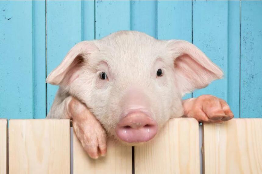 猪周期下压栏现象仍然存在！养殖户：12～15元/斤卖猪意愿会比较强烈