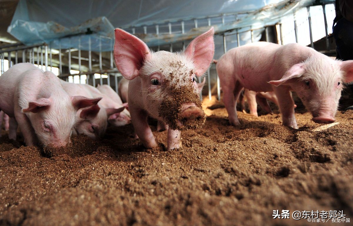 生猪价格震荡频繁，持续在7元区间徘徊，市场消化不积极所导致？