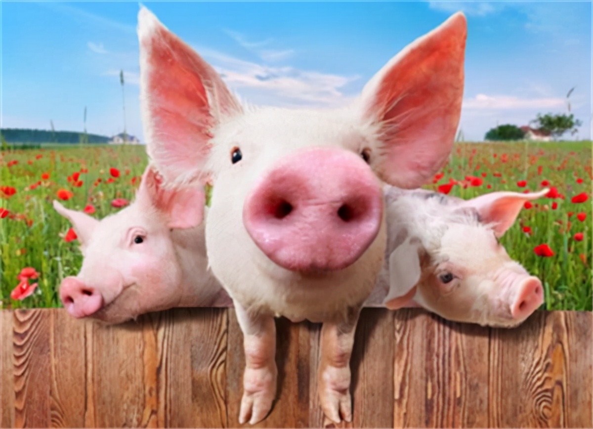 猪饲料产量1045万！业内人士分析的8月断档期，猪价上涨无望？