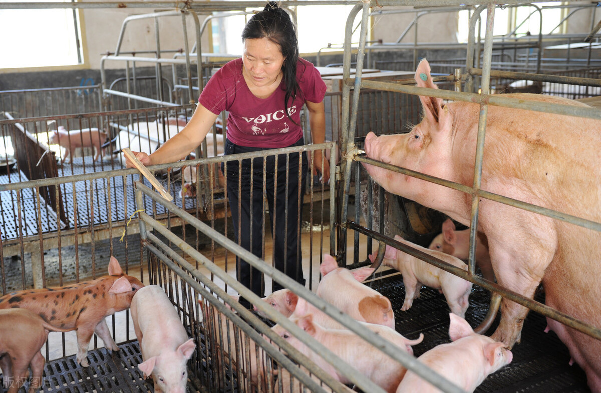 生猪存栏暴增31.2%，专家却说养猪利润可能逐渐回升，逻辑是啥？