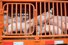 注意！防非与降本并不冲突！众多疫病开始抬头，疫病防控形势更复杂...