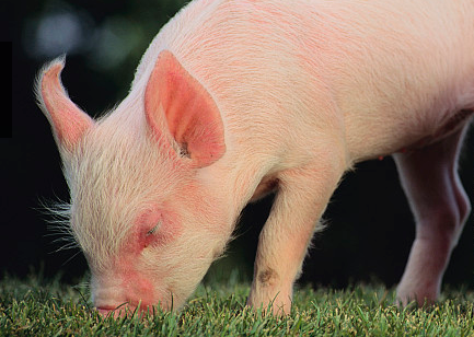 养猪人必须要了解的7个猪的习性，掌握了这些知识才能让猪不得病