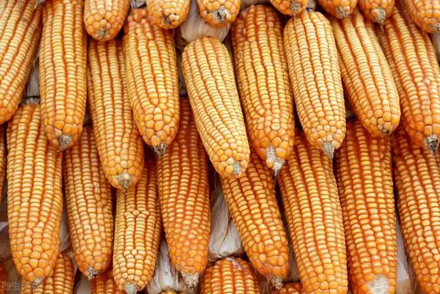 玉米新旧交替，新粮上市，陈粮出货积极性提高，落价模式开启