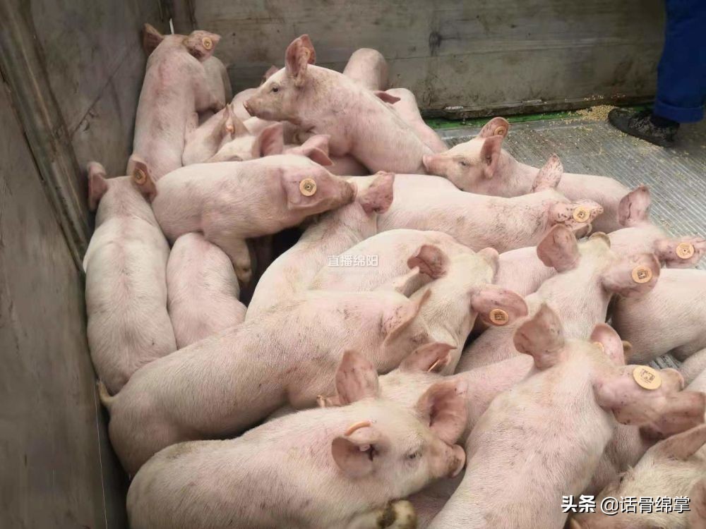 今年上半年我市生猪存栏263.5万头 猪肉市场供应充足