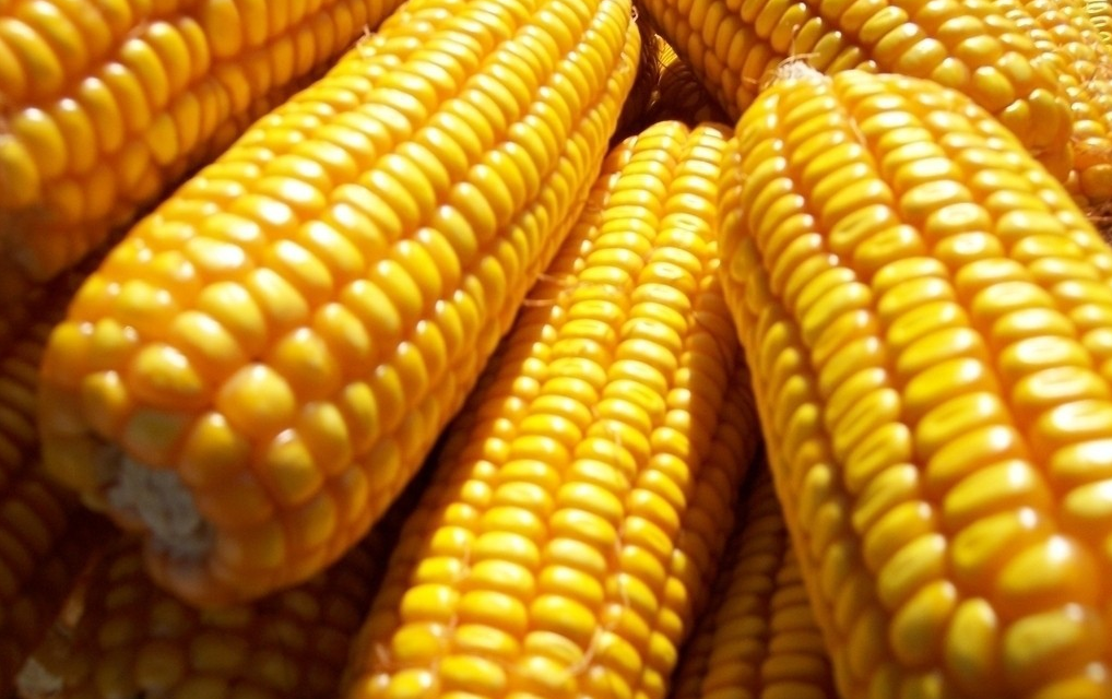 8个月玉米、豆粕价格为什么涨了又涨？又涨了多少？养殖户叫苦不迭
