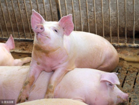 生猪行情跌幅大猪农的出栏情绪增多，屠企收储比较容易从而加大压价力度