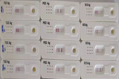 做好以下7步骤可无忧！能尽快控制猪病毒性腹泻而不复发！