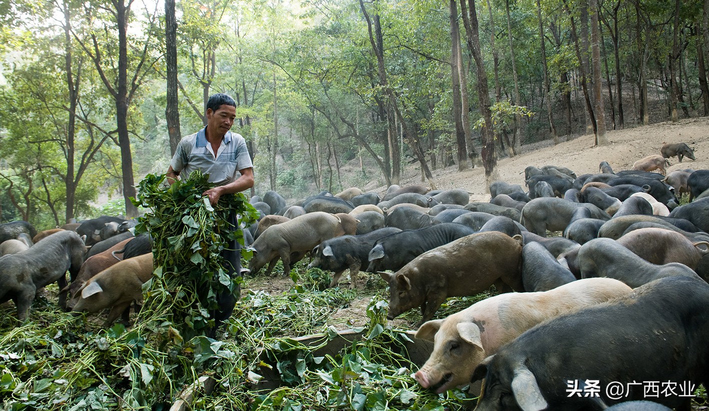 今年生猪价格回落，导致生猪养殖主体效益大幅下滑，就下一步工作，广西农业农村厅领导答记者问