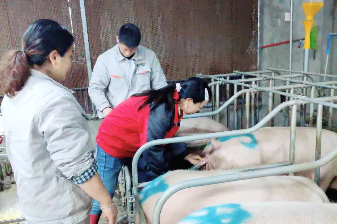 从茶楼老板娘到优秀德康农场主，看看她是怎么转变的
