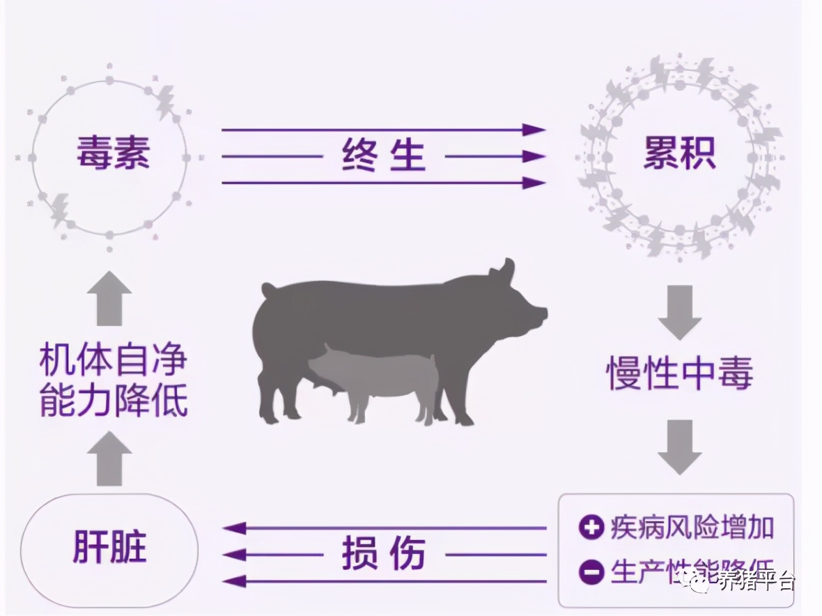 您的母猪排毒了吗，母猪排毒保肝太重要了