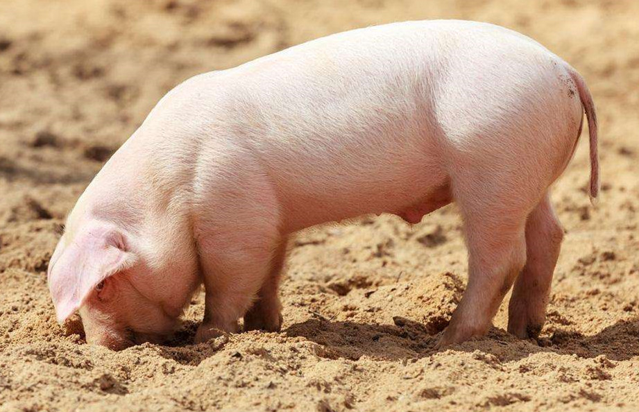 2021年08月21日全国各省市种猪价格报价表，当下正是生猪产能恢复的高峰期，种猪价格上涨难度大