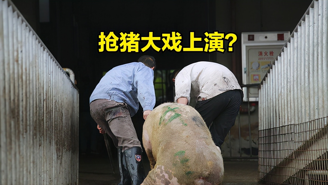 猪价枯木逢春，抢猪大戏来袭？猪肉要迎“涨价潮”？中秋肉价预测