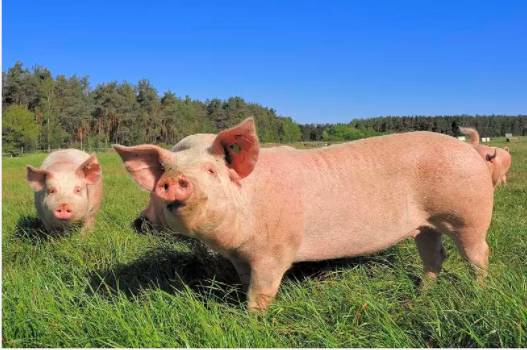 2021年08月22日全国各省市种猪价格报价表，以当前趋势，种猪价格难以上涨，依旧持续保持低迷