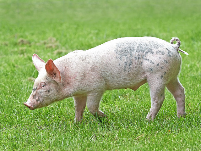 近期猪价出现反弹，未来趋势如何？影响因素有哪些？