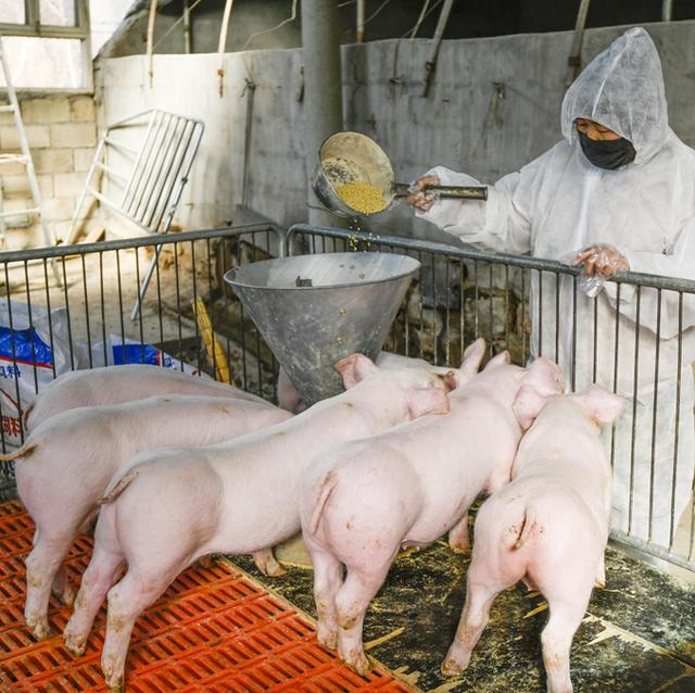 贵州：力争在2023年实现年生产种猪1万头，逐步破解贵州特色猪产业发展的种源瓶颈