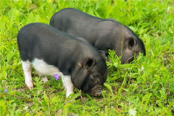 养猪人都想知道的夏季养猪夜间饲喂促增重方法