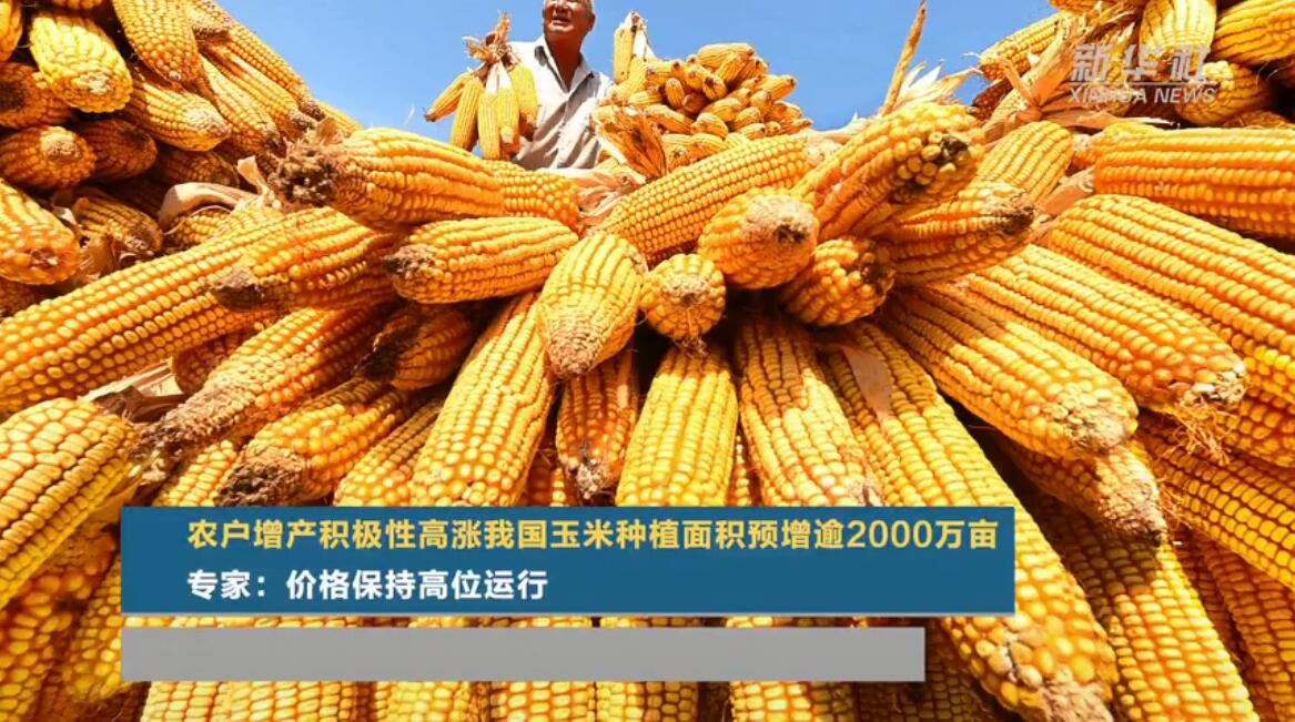 农户增产积极性高涨，我国玉米种植面积预增逾2000万亩！