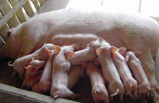 母猪保健有多重要？做好母猪产前产后的保健，就要注重以下几个方面的问题