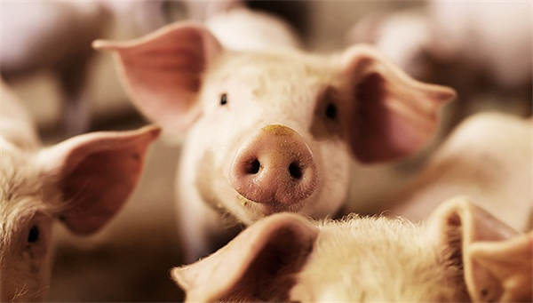 生猪引发猪呕吐的其他几种疾病有哪些？这就告诉你