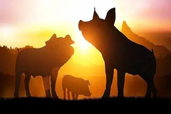 打破垄断迈向高端，铁骑力士是如何在生猪育种方面发力的？