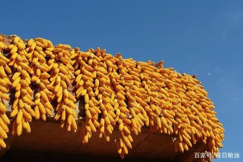 进口玉米和超标粮拍卖、春玉米上市缓解供应，未来玉米价格下跌几率增大