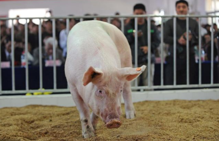 如何加强生猪免疫后的管理工作？