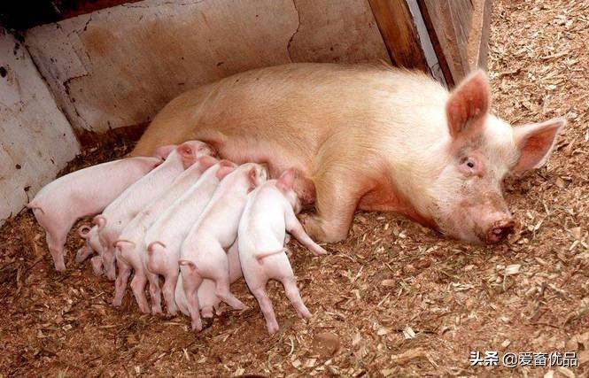 母猪乳腺炎有硬块怎么消除？记住这4个好办法，一定能用上