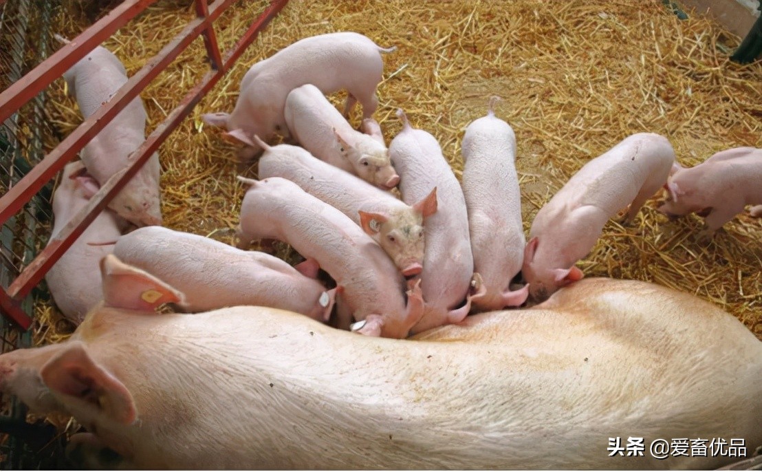 母猪乳腺炎有硬块怎么消除？记住这4个好办法，一定能用上
