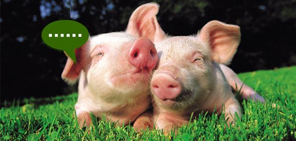 育肥猪饲养管理要素，注意腹泻性疾病、呼吸道疾病等预防与治疗