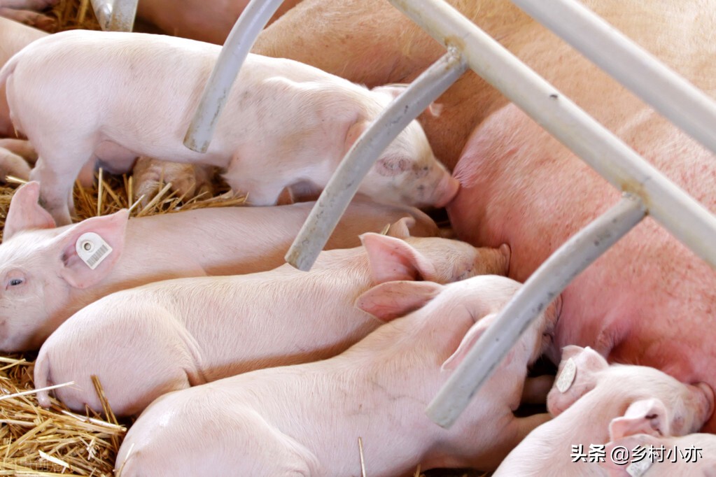 养猪过程中的土方法小技巧，可根治猪场大部分的问题，方便 快捷