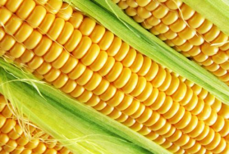 拍卖粮频频出手 玉米市场短期供给偏紧缓解