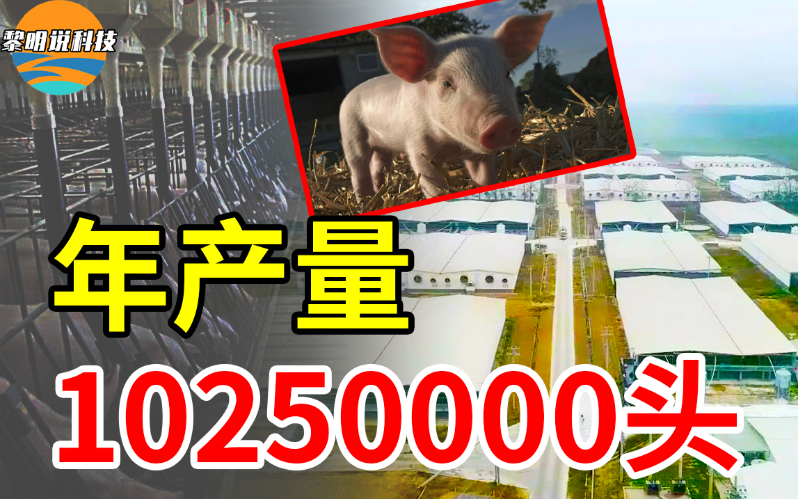 中国建成全球最大养猪场，究竟如何做到年产量210万头？