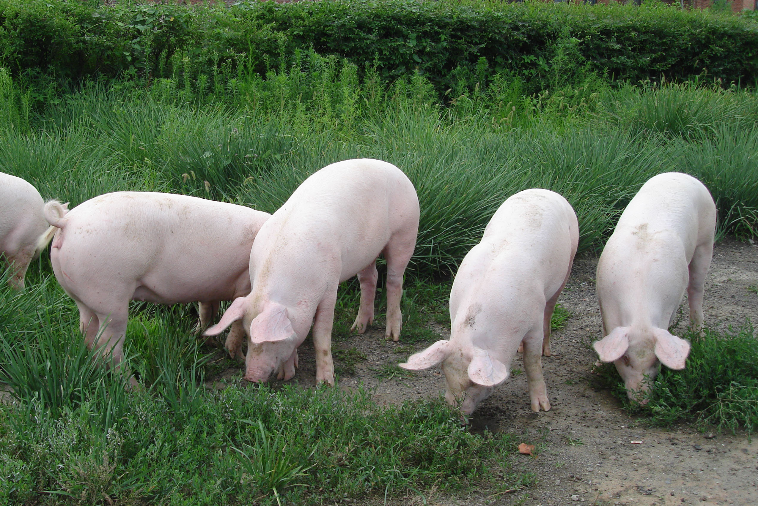 猪病防控常见有“三大误区”，养殖户应注意避免
