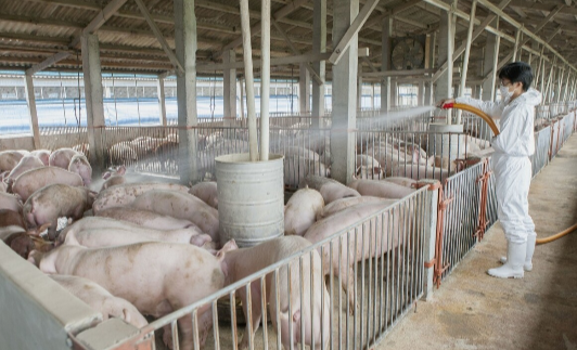 猪场提倡可视化管理，可视化管理是根据猪场生产需要
