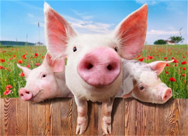 养猪要控制隐性成本，提高产出！