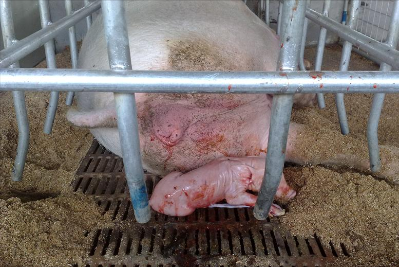 母猪产仔前症状图片图片